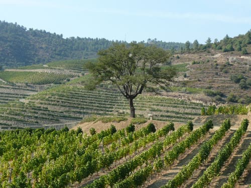 Portugal Vineyard