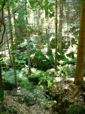 Teplice Pine Forests