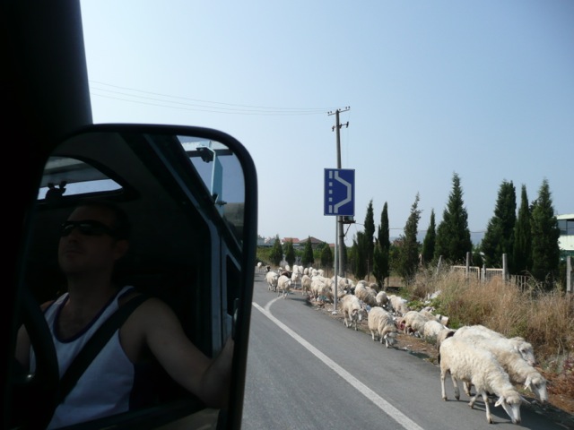 Sheep on Albanian road