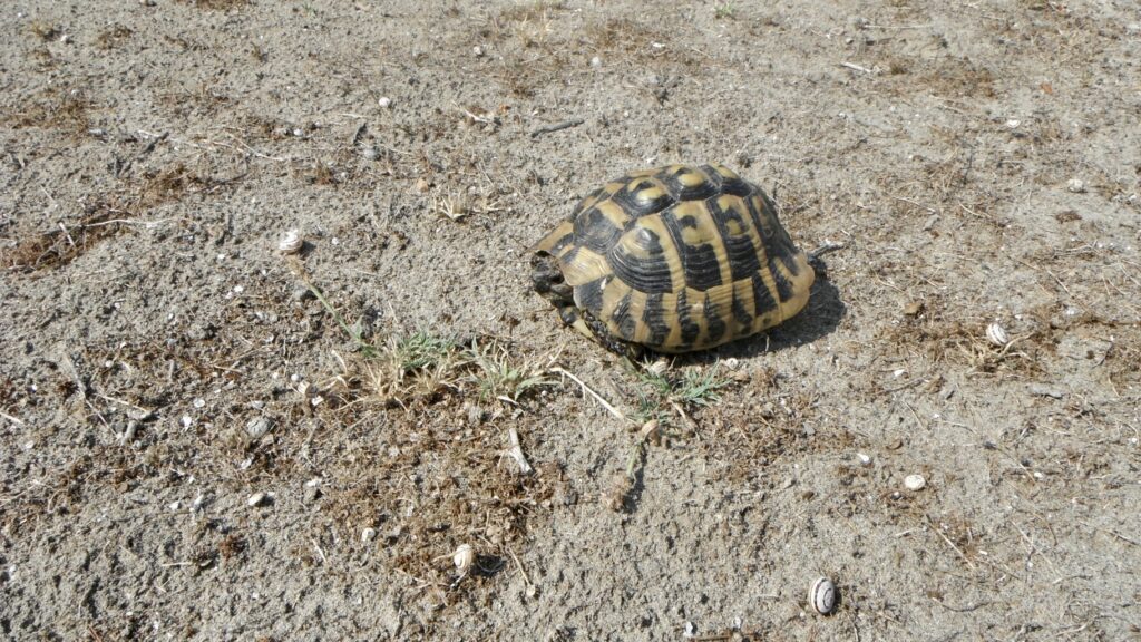Tortoise Karavasta National Park