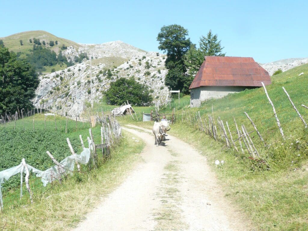 Lady moving her cows, near sarajevo overland travel route