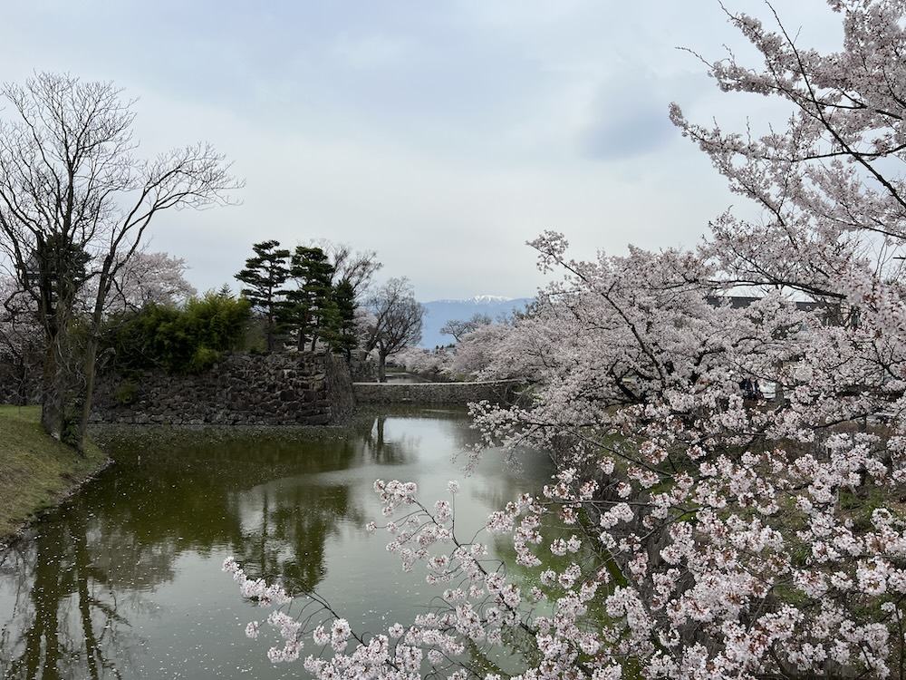 Nagano Cherry Blossom