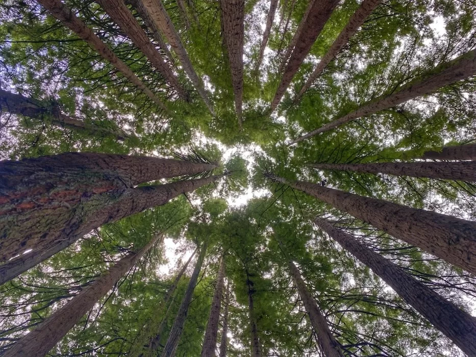 Otways Giant Trees