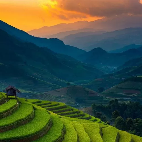 Admire The Rice Fields