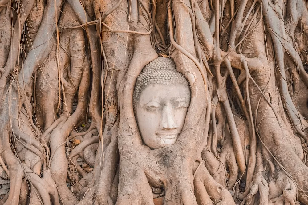 Wat Mahathat famous Buddha head in tree roots