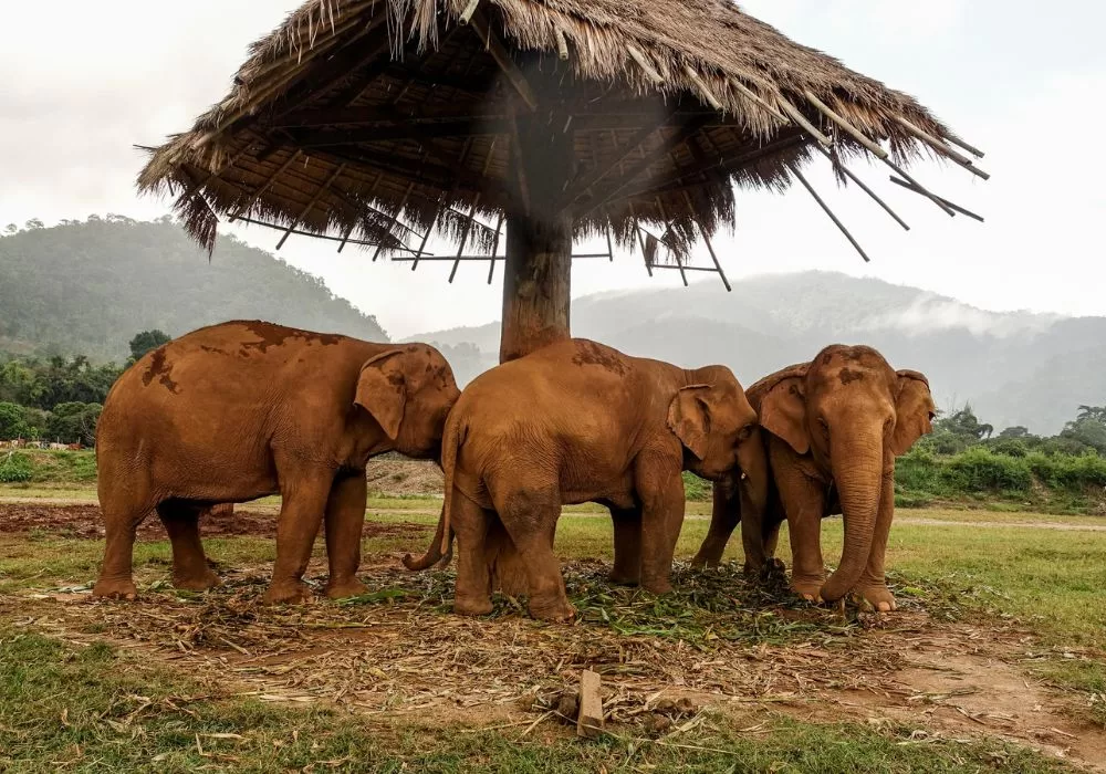 Elephant Nature Park Chiang Mai