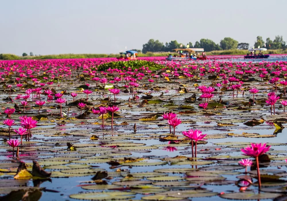 Red Lotus Sea