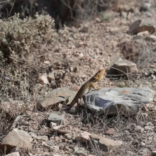 Bearded Dragon found in Flinders Ranges