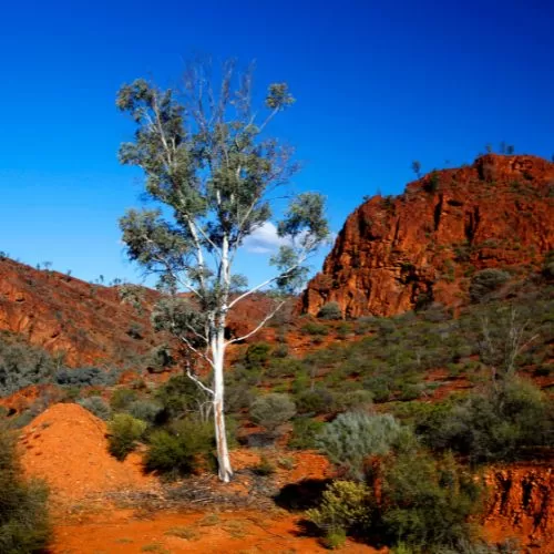 he Ikara-Flinders Ranges in Autumn