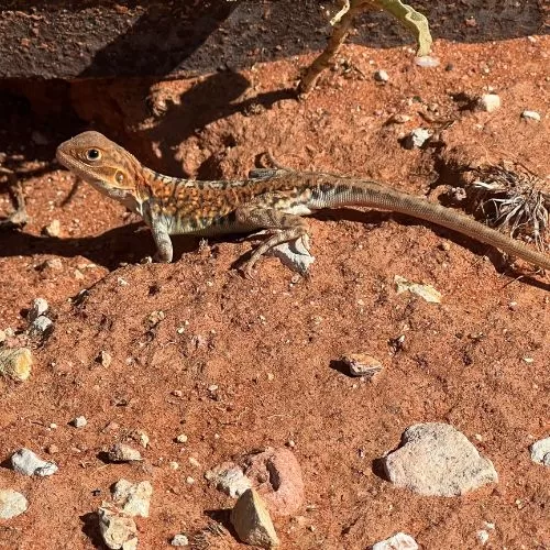 Painted dragon found in Flinders Ranges