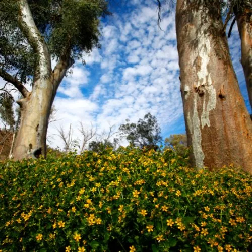 Spring in the Flinders Ranges