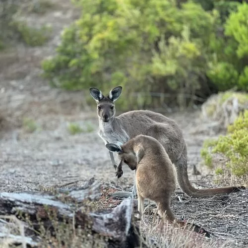 Western Grey Kangaroo in Ikara-Flinders Ranges