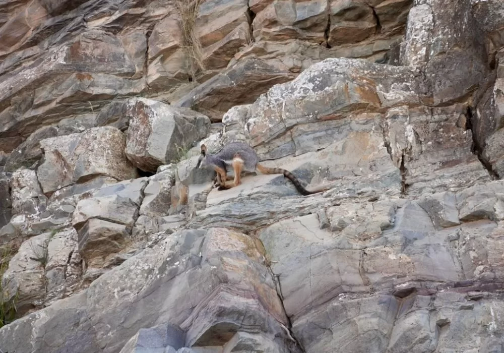 Yellow-footed Rock Wallaby in Flinders Ranges