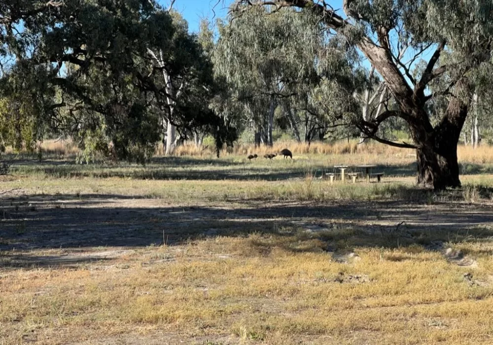 Emu at Mamanga campground Yanga National Park NSW