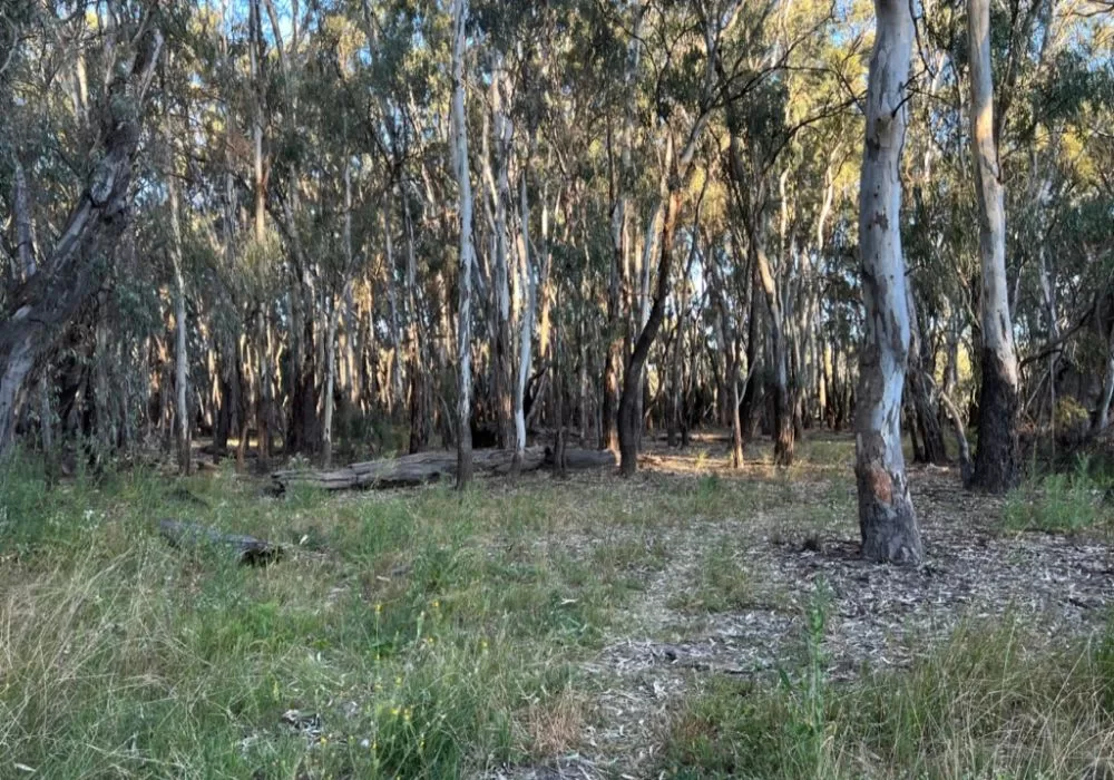 Mamanga campground Yanga National Park Balranald