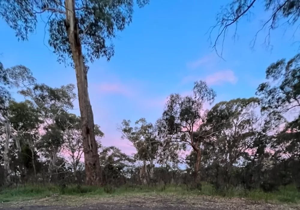 Yellow Gums Sunset at Mount Alexander Campground