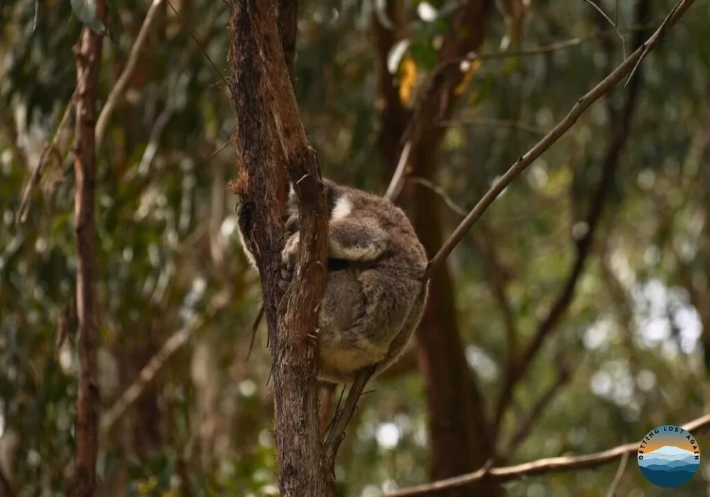 Cape Otway Koalas Great Ocean Road