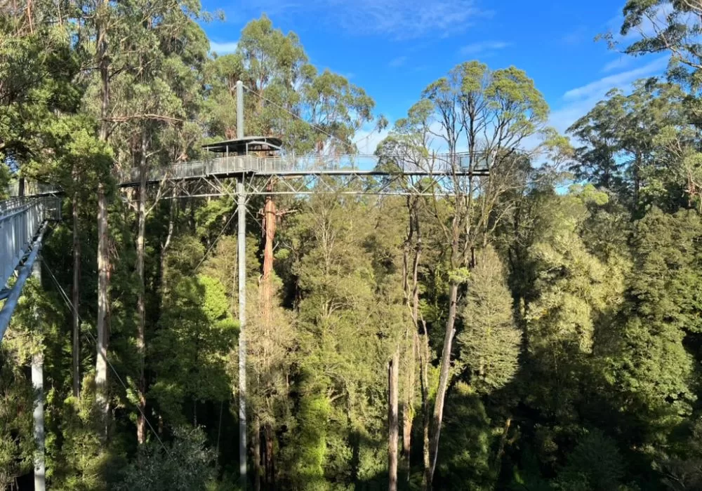 Otway Fly Treetop Adventure Walk