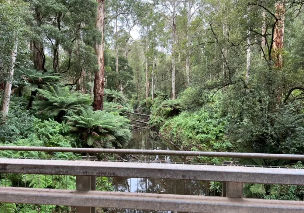 Gellibrand River Stevensons Falls Campground Otways National Park